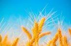 «کشاورزی»، ناجی اقتصاد|کشاورزی که برداشت گندم را ۳ برابر کرد