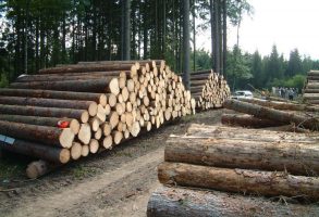 صنوبرکاری؛ راهکاری برای جلوگیری از تخریب جنگل