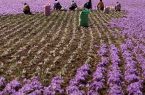 ۹۴درصد زعفران دنیا در ایران کشت می‌شود ولی دنیا «زعفران ایران» را نمی‌شناسد