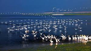 در زمستان سال ۱۴۰۰ ایران میزبان ۱۵۶ گونه پرنده مهاجر بود
